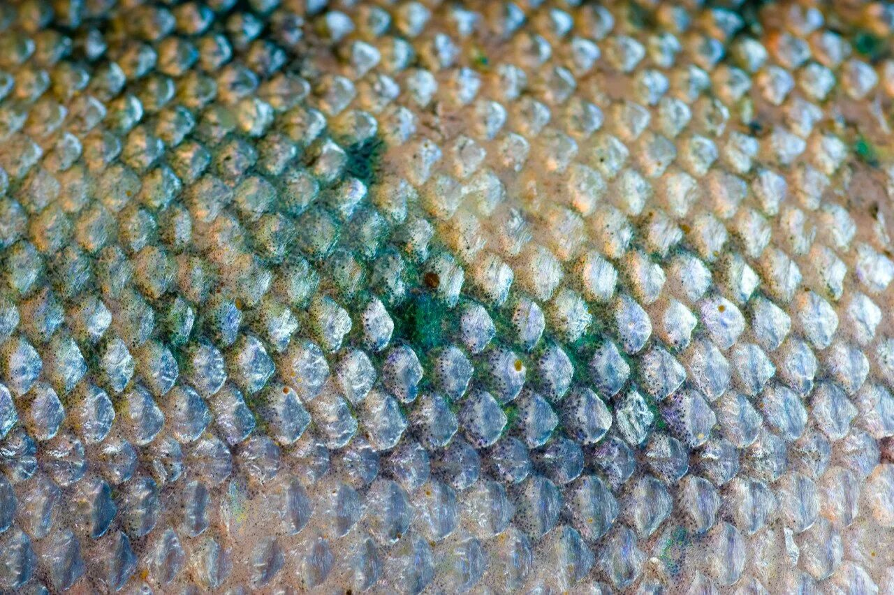 сцинковые чешуя. цвет чешуи рыбы. цвет чешуи рыбы. цвет чешуи рыбы. чешуйка рыбы.