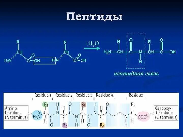 Образование пептидной связи тип реакции. Пептидная связь аминокислот формула. Пептиды н н. Пептиды н н. Биологические важные реакции альфа аминокислот.