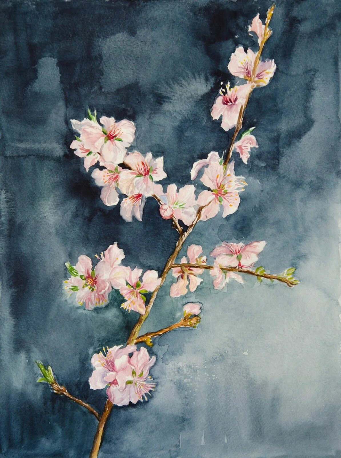 Ветка акварелью. Гленн браун цветущий миндаль. almond blossom виталий макаров. ветка миндаля виктор. цветы миндаля акварель.