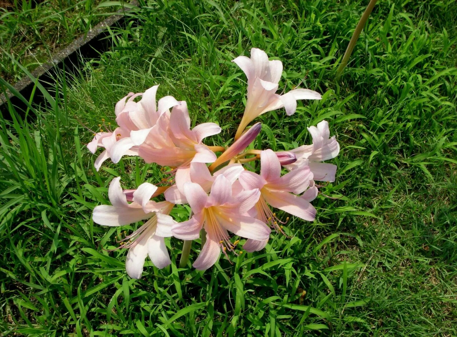 Альстрёмерия. Цветы армстермерия. Alstroemeria pelegrina. Цветы похожие на лилии. Альстромерия уитни.