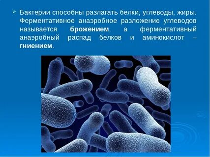 Как называются микробы