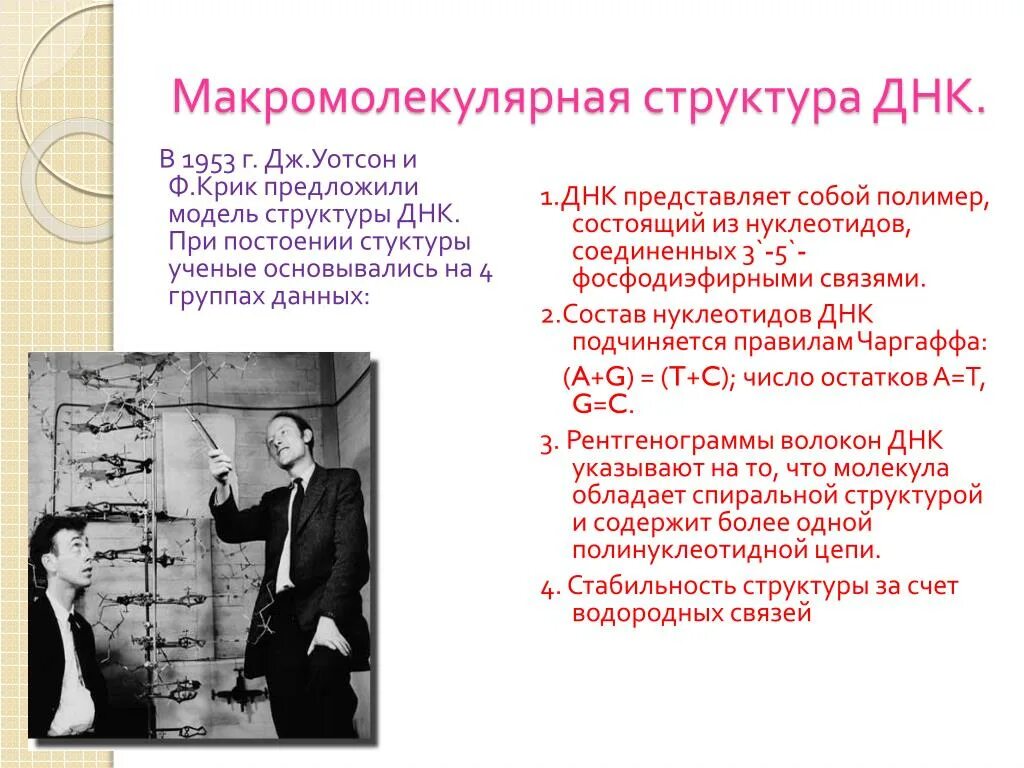 Модель структуры днк уотсона и крика. Макромолекулярная структура днк. модель дж уотсона и ф крика. макромолекулярная и надмолекулярная организация днк. модель днк уотсона и крика представляет собой.