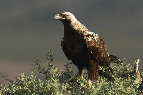5 вид орел