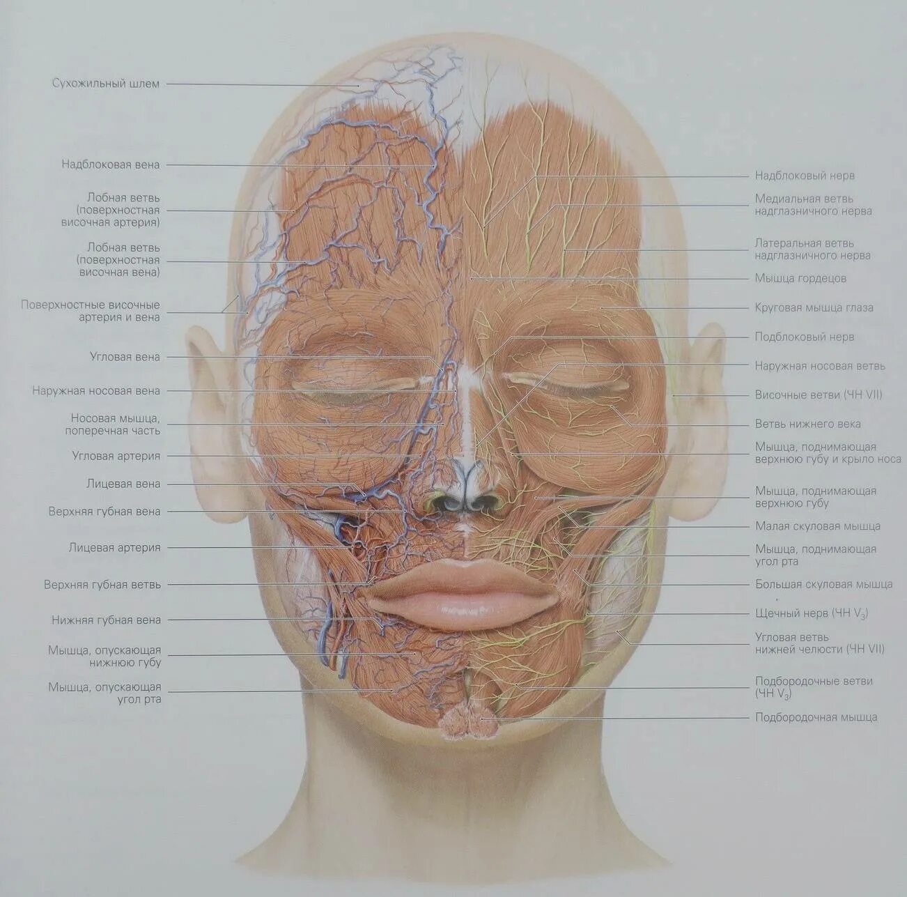 Кровеносные сосуды лица топографическая анатомия. Лицевая Вена топографическая анатомия. Иннервация лица топографическая анатомия. Топография анатомия сосудов и нервов лица.
