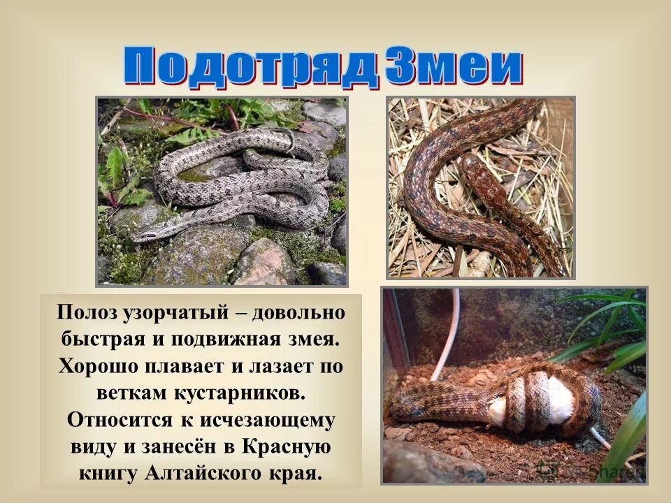 красная книга змей. красная книга змей. обыкновенная медянка красная книга. змеи красной книги россии. кошачья змея.