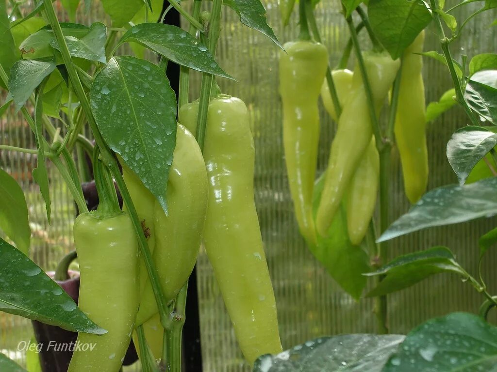 сорта белых перцев. перец сладкий белое золото. Fatali white перец. перец белозерка семена. перец сладкий белые ночи f1.