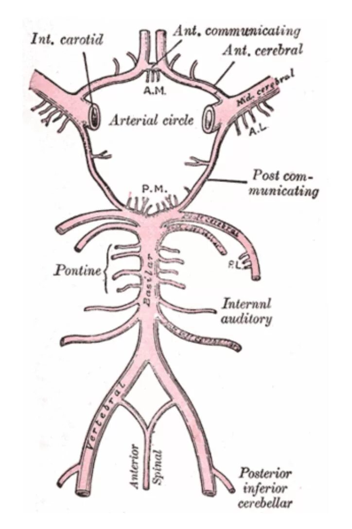 Plexus arteriosus