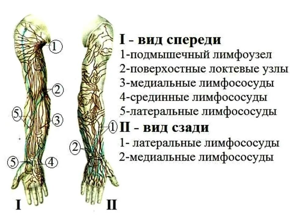 Лимфатическая система руки человека схема. Лимфатические узлы верхней конечности. Лимфатическая система верхней конечности схема. Схема расположения лимфоузлов на руках. Лимфоузлы кисти