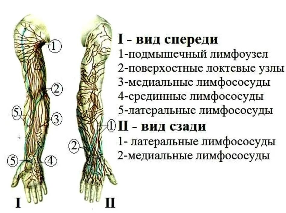 Лимфы на руках