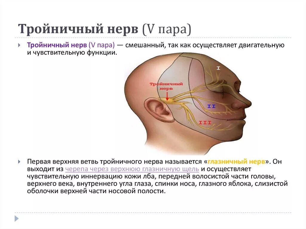 Топография 1 ветви тройничного нерва. Ход тройничного нерва анатомия. Исследование тройничного нерва ( 5 пара ЧН ). Функция первая ветвь тройничного нерва.