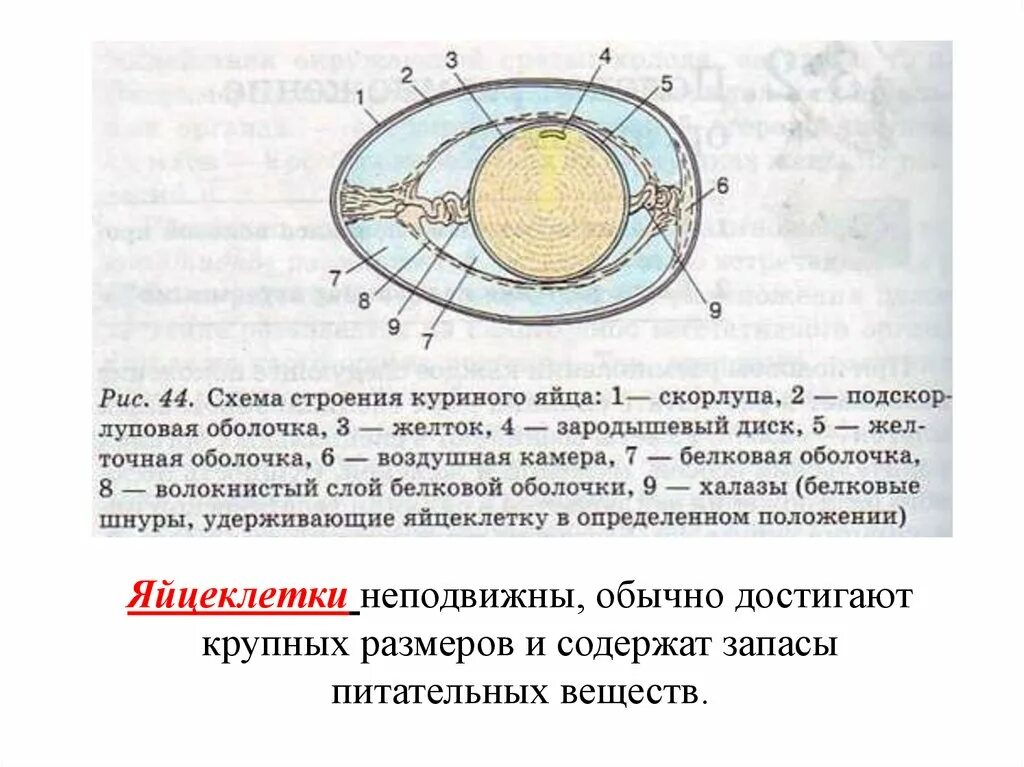 Функции оболочек яйца. Схема строения куриного яйца рисунок. Схема строения куриного яйца биология 9. Биология схема строения куриного яйца. Схема строения яйца курицы.