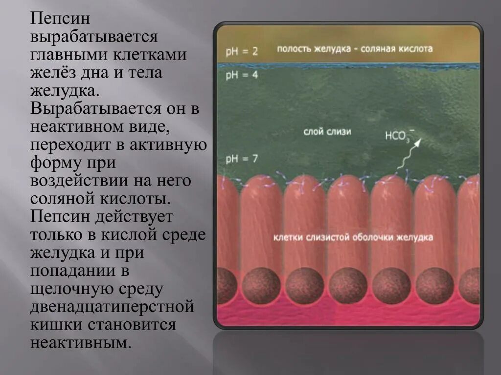 Пепсин амилаза соляная кислота слизь. Пепсин презентация. Что вырабатывает пепсин. Как вырабатывается пепсин. Пепсин в желудке.