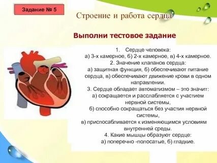 Задачи на работу сердца