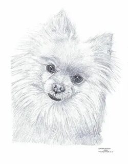 Рисунок шпица