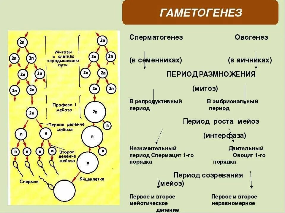 Схема основных этапов сперматогенеза и овогенеза. Сравнение сперматогенеза и овогенеза таблица. Гаметогенез Вебиум. Овогенез онтогенез сперматогенез.