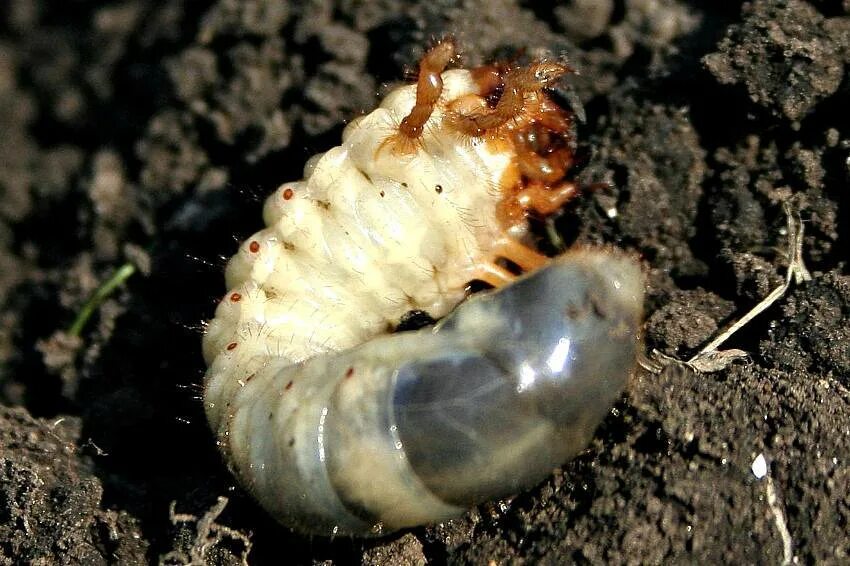 Хрущ жук личинка. Майский жук хрущ. Хрущ личинка майского жука. Хрущ жук личинка. Хрущ жук личинка.