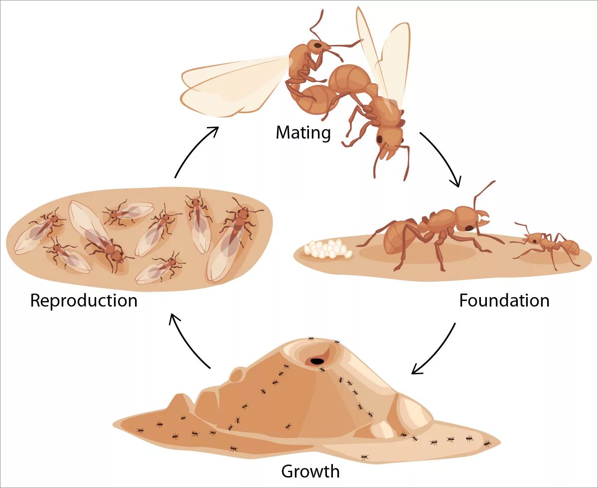 Какое развитие у муравья. Цикл развития муравьев. Цикл развития муравья. Этапы развития муравья. Стадии развития муравьев.