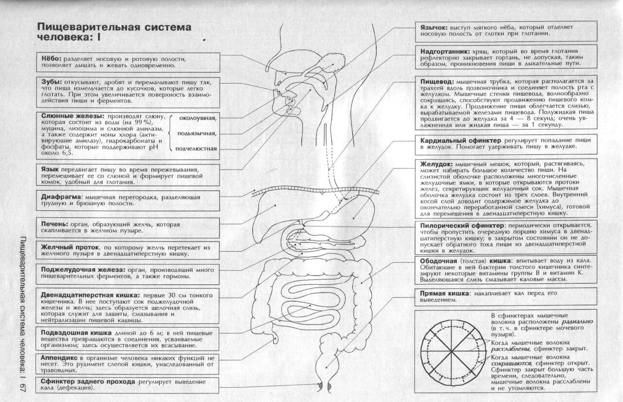 Биология человека егэ. Пищеварительная система схема ЕГЭ. Пищеварительная система человека ЕГЭ биология. Пищеварительная система шпора. Пищеварительная система человека таблица ЕГЭ.