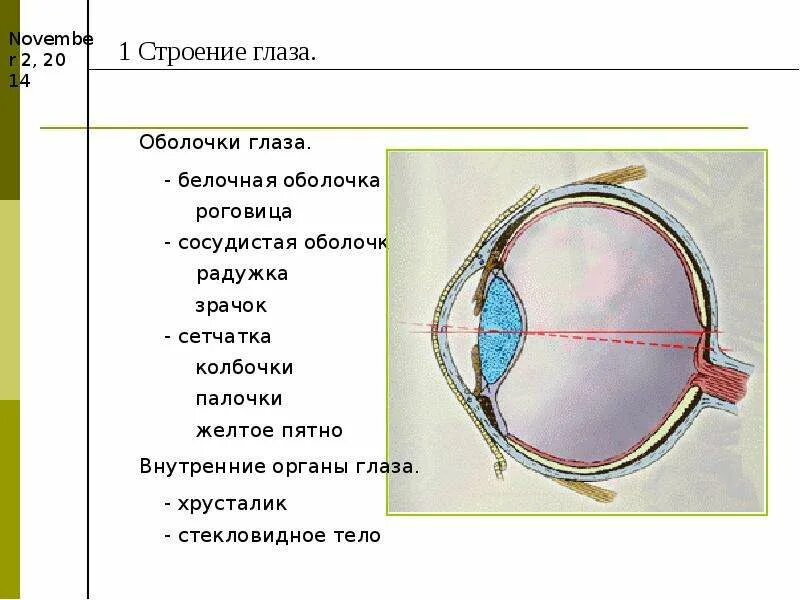 Белочная оболочка глаза человека. Сетчатка белочная оболочка сосудистая оболочка. Строение белочной оболочки глазного яблока. Оболочки глаза белочная сосудистая и. Сетчатка сосудистая белочная оболочки глазного.