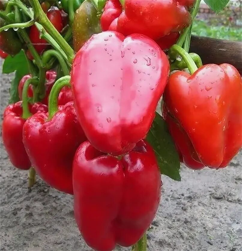 Сладкий перец Цыганский Барон в магазине Elya Garden - Семена