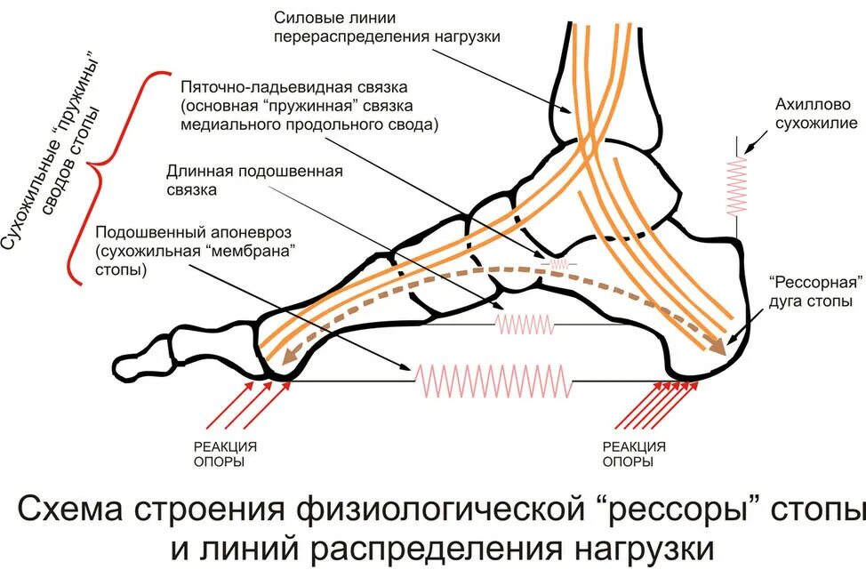 Свод по класс. Строение стопы человека вид снизу. Суставы стопы топанатомия схема. Строение стопы человека схема анатомия. Кости и связки стопы анатомия человека.