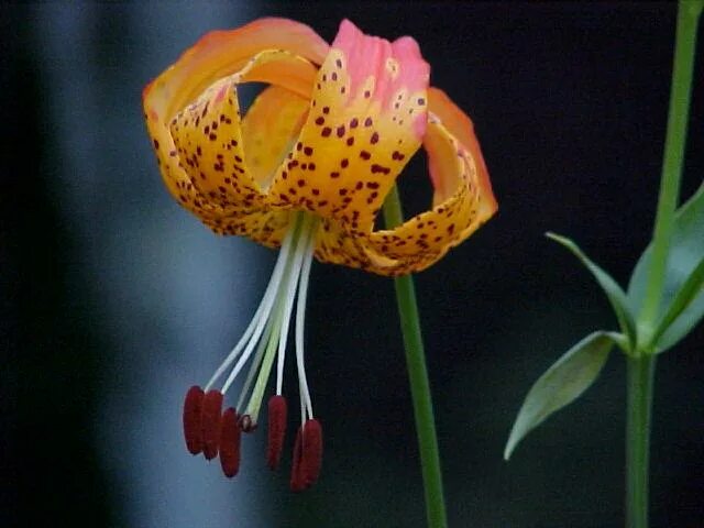 Лилия Леопардовая (Lilium pardalinum): удивительные фотографии Натуралист Фотога