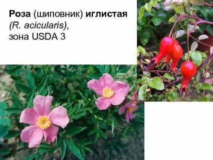 Систематика шиповника обыкновенного