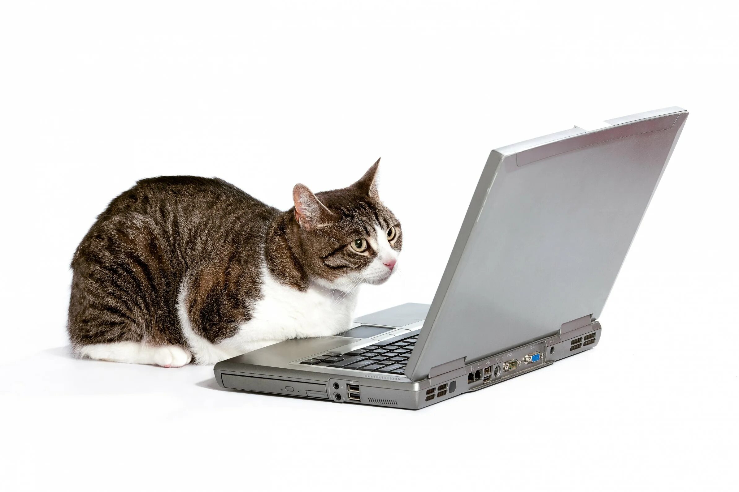 Your cat s. Кот за ноутбуком. День ответов на вопросы вашей кошки. Your_Cat. Два кота за ноутбуком.