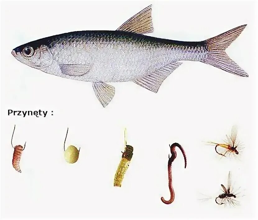 Себель рыба. На что ловится уклейка. Снасть для ловли уклейки. Уклейка осенью. Шаклея рыба.