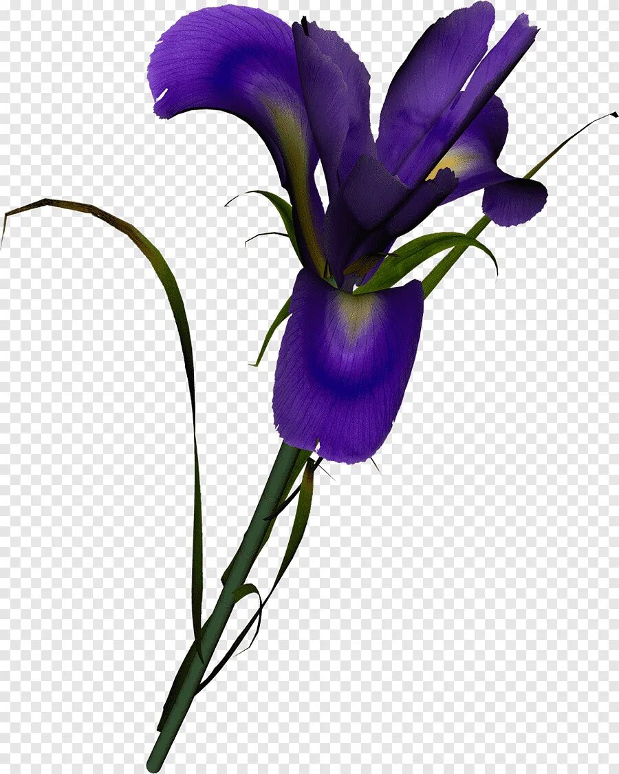Файл iris png был выложен в интернете