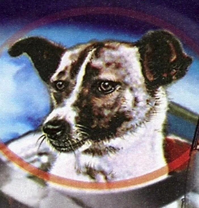 Первые собаки полетевшие в космос лайка. Первая собака космонавт лайка. Лайка 1957. Собака лайка 1957. 1957 Лайка в космосе.