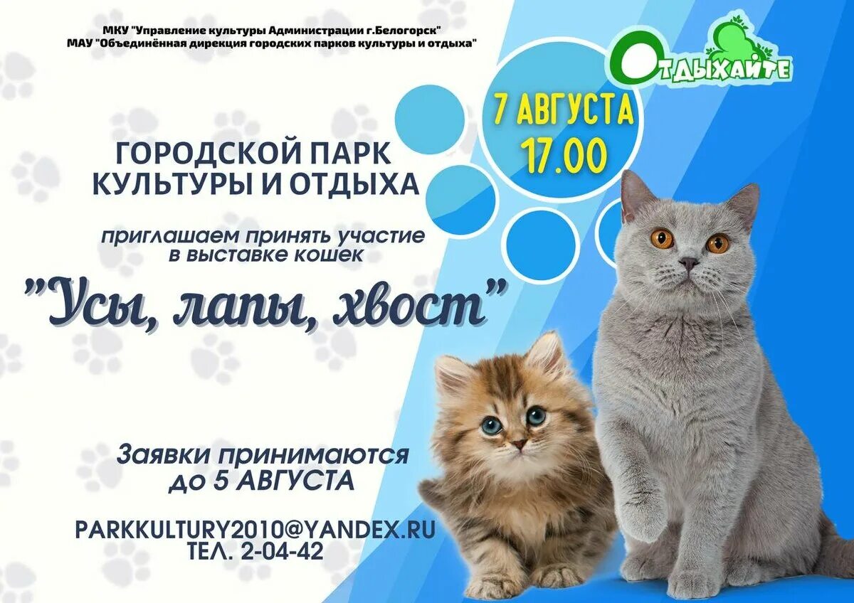 Выставка кошек. Выставка кошек Нижнекамск. Выставка кошек Элиста. Выставка кошек листовка.