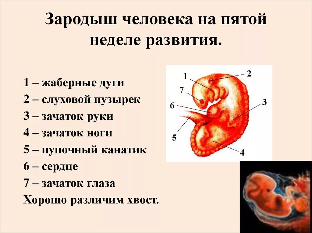 Строение эмбриона. Строение зародыша человека.