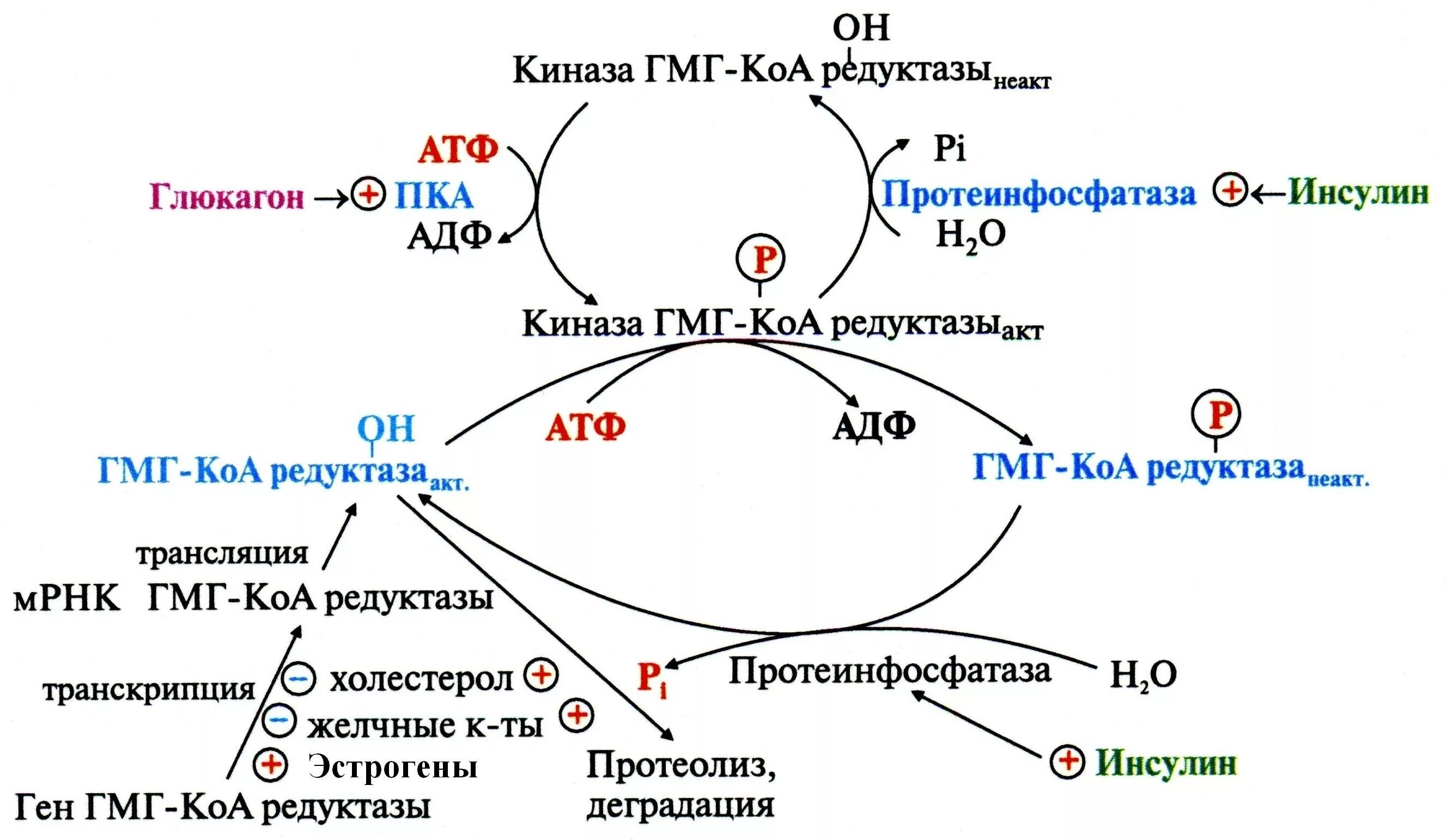 Регуляция активности ГМГ-КОА-редуктазы. Механизмы регуляции ГМГ-КОА-редуктазы. Регуляция активности ГМГ-КОА-редуктазы схема. Схема регуляции синтеза холестерола.