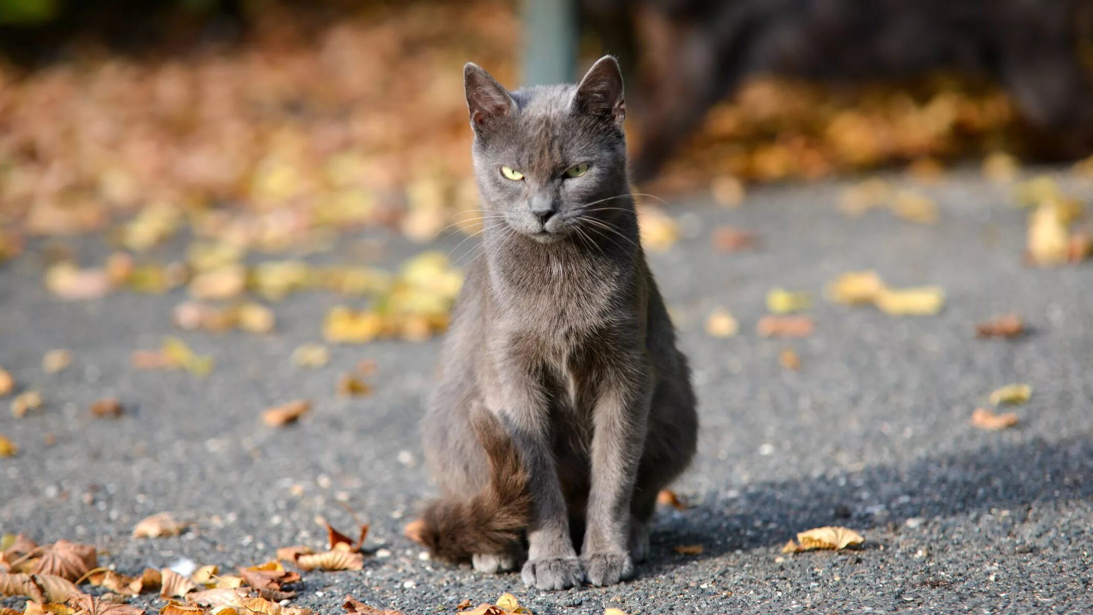 Кот серый. Кошечки на рабочий стол. Кошка серая. Обои на рабочий стол коты. Грациозный взгляд