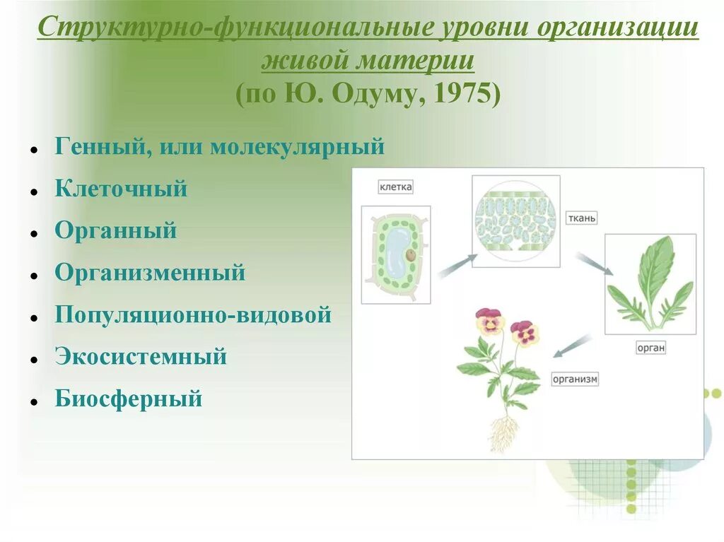 Уровни организации живой материи организменный уровень. Органный уровень организации живой материи. Ряска какой уровень организации. Уровни организации живой материи популяционно видовой уровень. Контрольная работа по биологии 9 организменный уровень