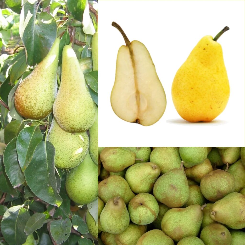 Ficus carica дерево. Айва сорт грушевидная. Инжир самаркандский. Инжир. Грушевидный плод.