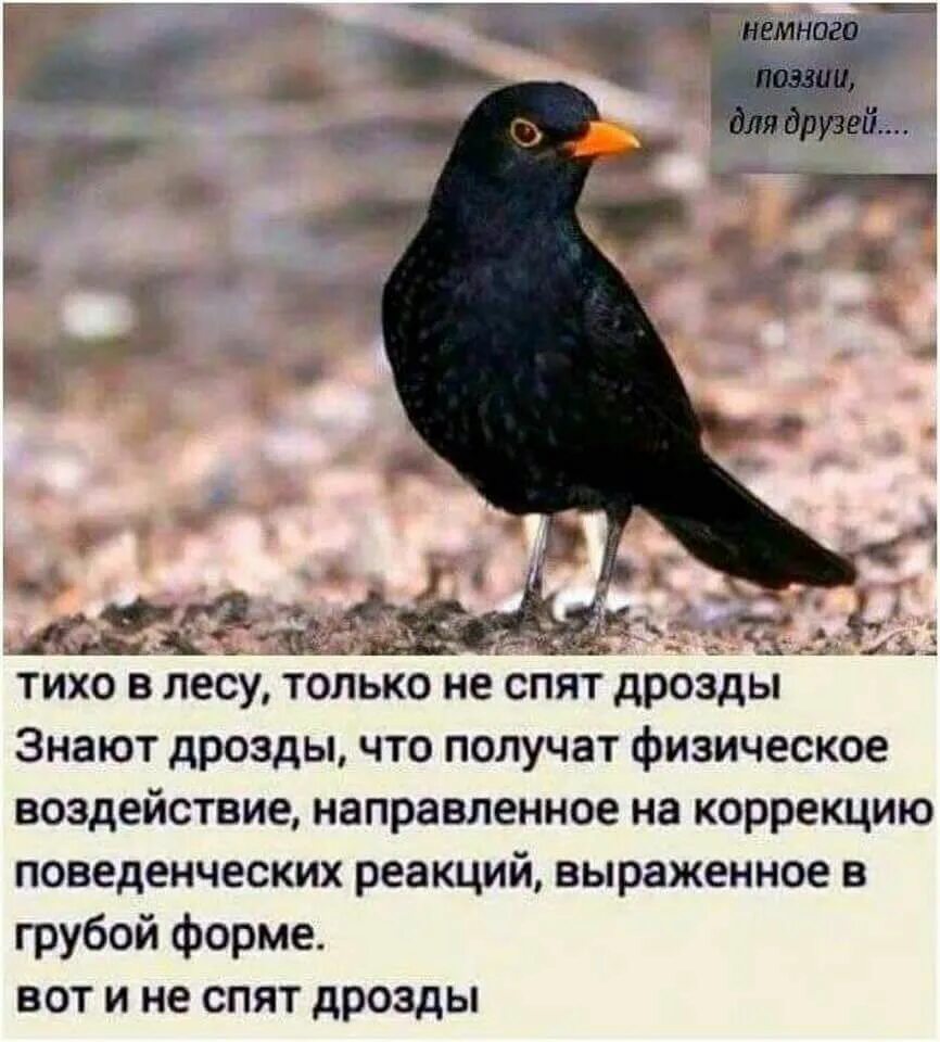 Тихо в лесу читать. Дрозд юмор. анекдоты про птиц. тихо в лесу.