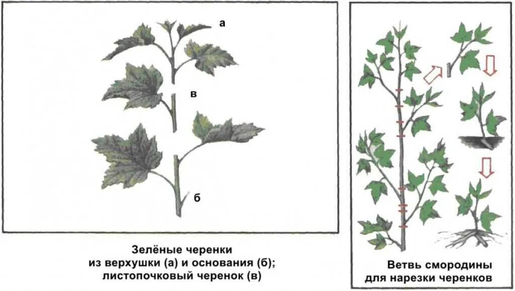Размножение смородины отводками. Черенками смородины отводками крыжовник. Зеленые черенки смородины красной. Красная смородина черенками. Черенкование красной смородины осенью.