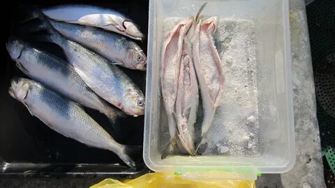 Дунайская сельдь