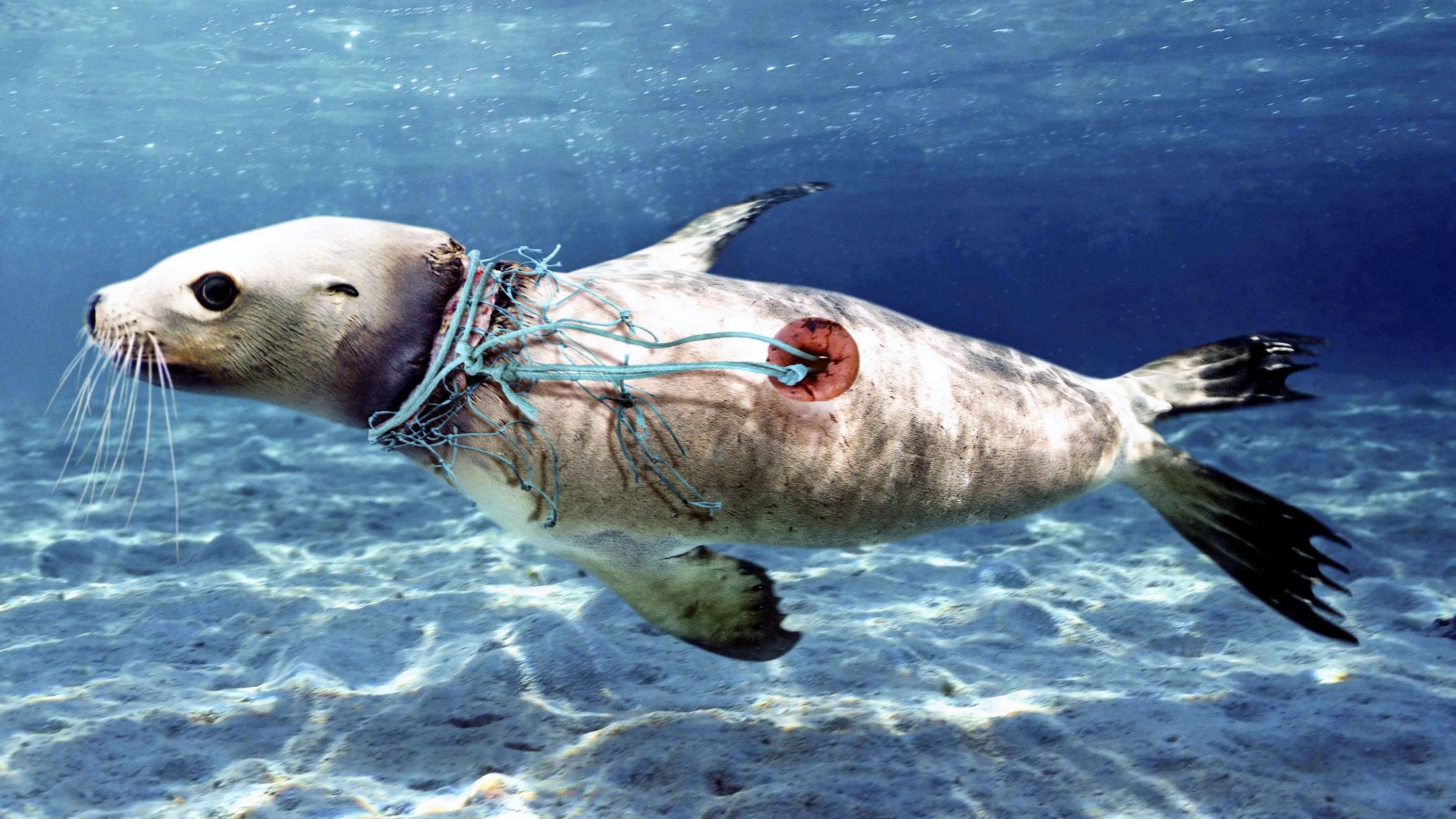 Животные страдающие от загрязнения. Морские животные. Пластик в океане. Обитатели морей и океанов. Морские животные и пластик.