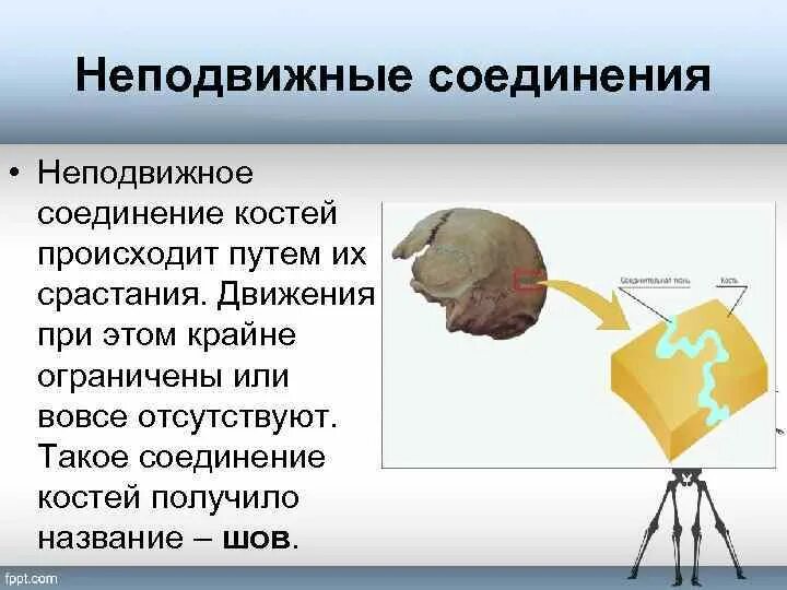 Неподвижное соединение человека. Неподвижное соединение костей. Неподвижный. Неподвижная Тип соединения кости. Кости с неподвижным соединением.