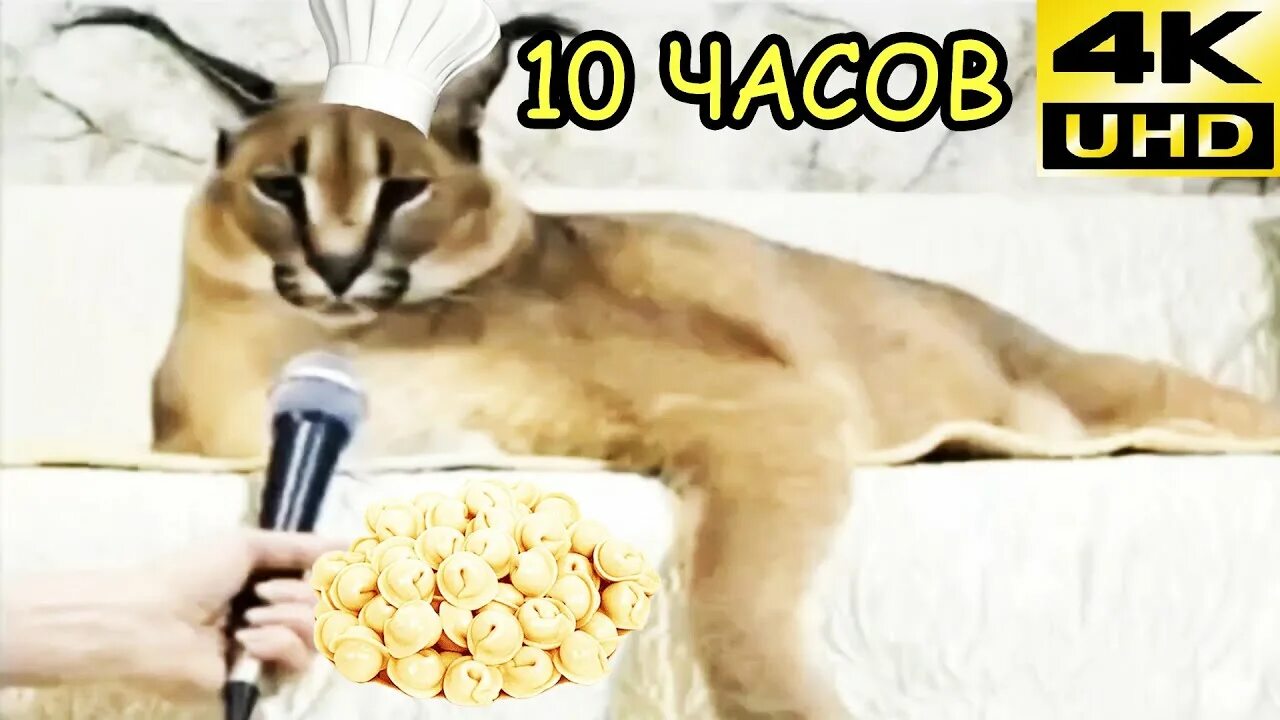 Коты 10 часов. Кот пельмень. Настоящий пельмень кот. Шлепа пельмени. Шлепа с пельменем кот.