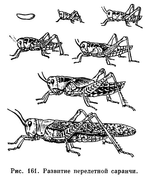 Прямокрылые насекомые развитие. Саранча перелётная Тип развития. Жизненный цикл саранчи. Саранча фазы развития. Санчай прилетная Тип развития.