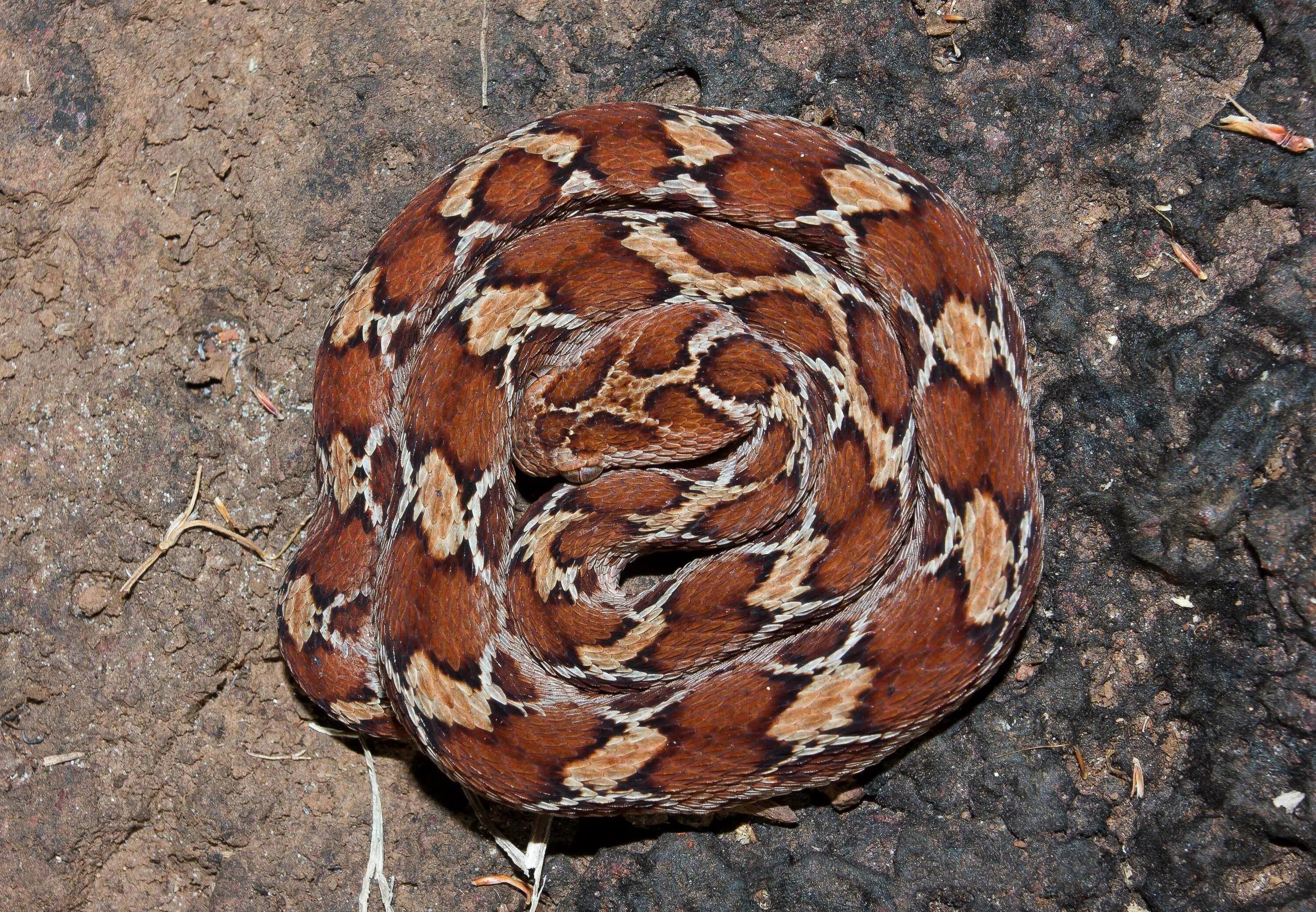 Песчаная Эфа змея. Песчаная Эфа (Echis carinatus). Ядовитая змея Песчаная Эфа. Песчаная Эфа ядовитая.