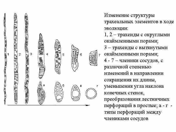 Как меняется строение. Строение трахеальных элементов. Трахеиды растений растений. Трахеиды. Схема строения трахеиды и членика сосуда.