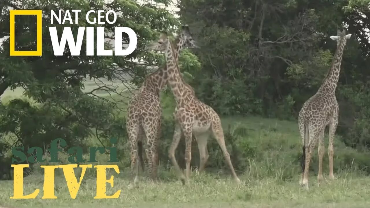 Нат Гео вайлд. Канал про животных Nat geo Wild. Нат Гео вайлд Дикая природа. Передачи нат