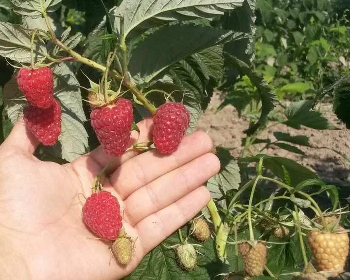 Малина Геракл урожай. Малина геракл описание сорта фото отзывы садоводов