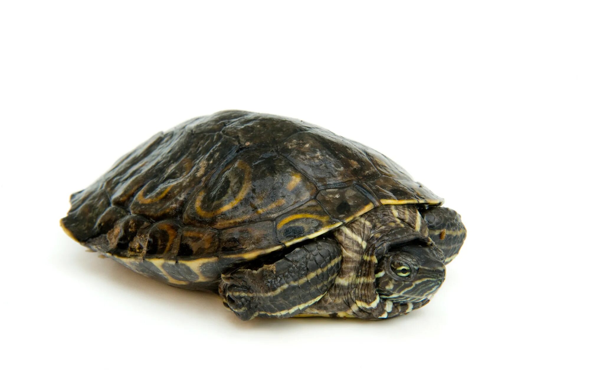 T turtle. Trachemys Adiutrix. Морская черепаха красноухая. Красноухая черепаха маленькая. Красноухая черепаха мультяшная.