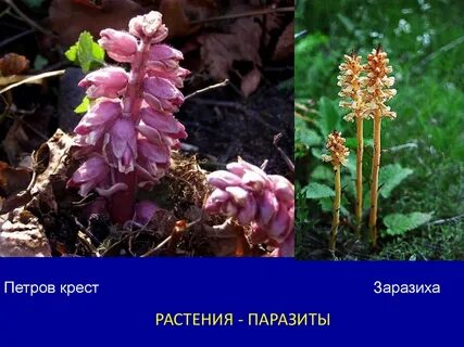 Утрата хлорофилла у растения заразихи